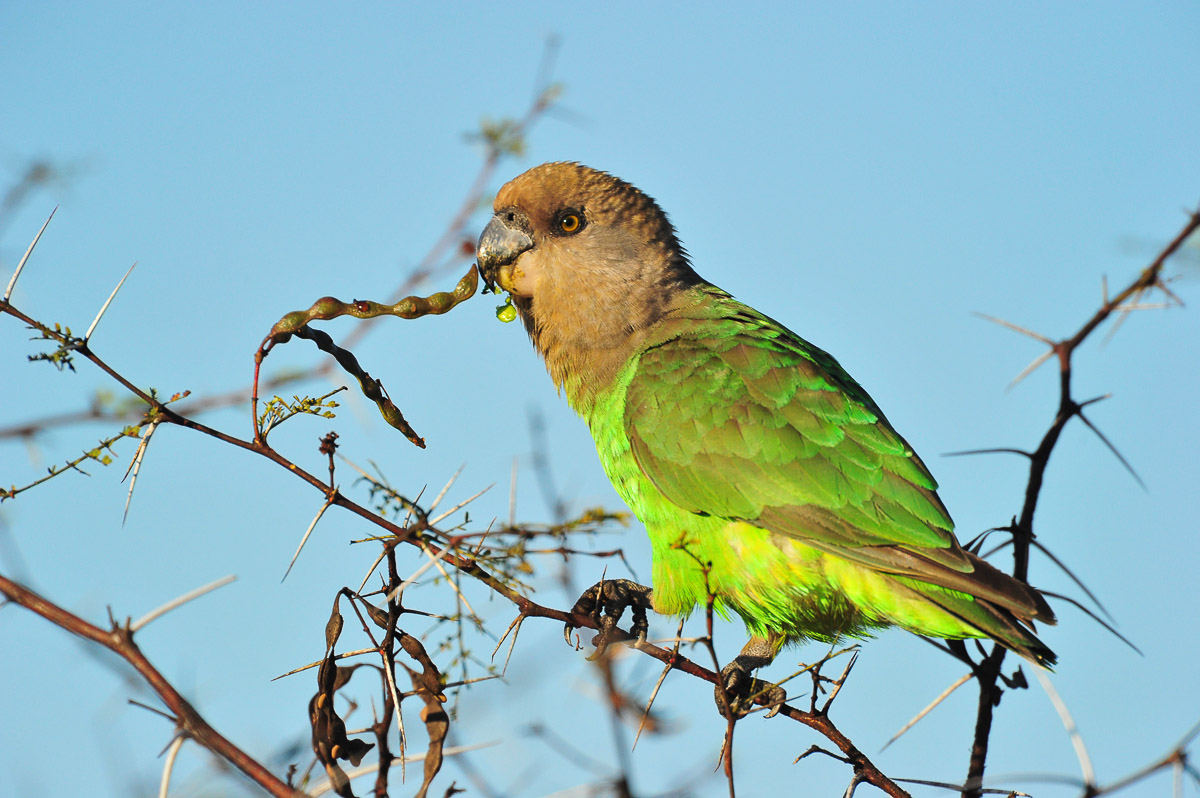 Brownheaded Parrot taken near Lower Sabie on the H4-2 in the Kruger National Park