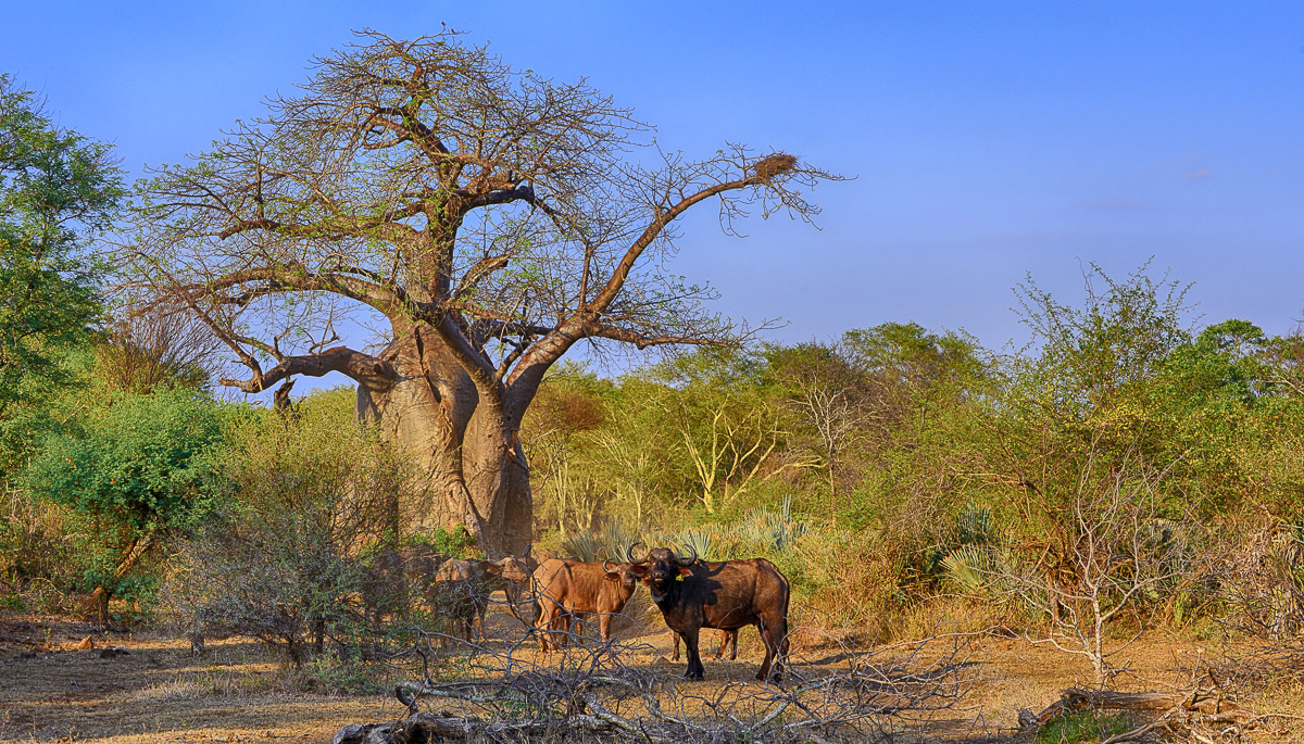 Buffalos and baobabs in the Pafuri area