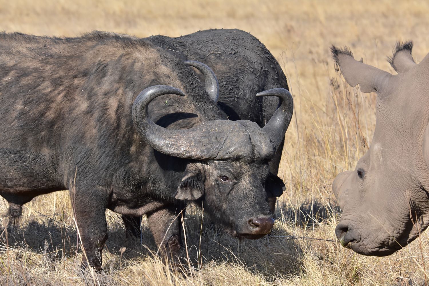 buffalo-rhino interaction buffalo-rhino interaction