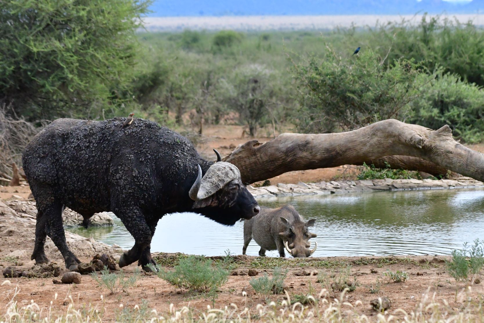 Buffalo and warthog at Last Word Madikwe waterhole Buffalo and warthog at Last Word Madikwe waterhole
