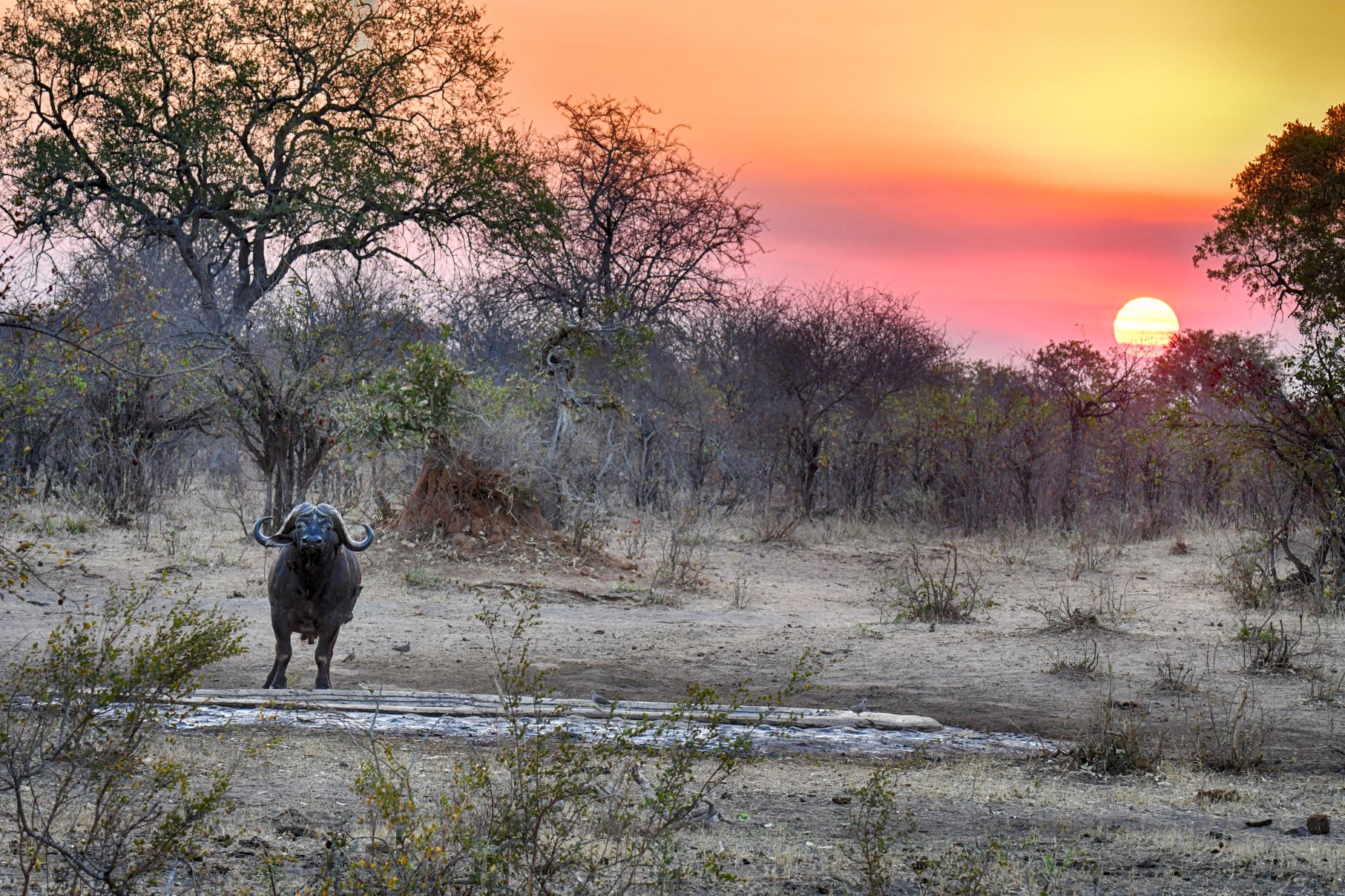 Bateleur camp waterhole