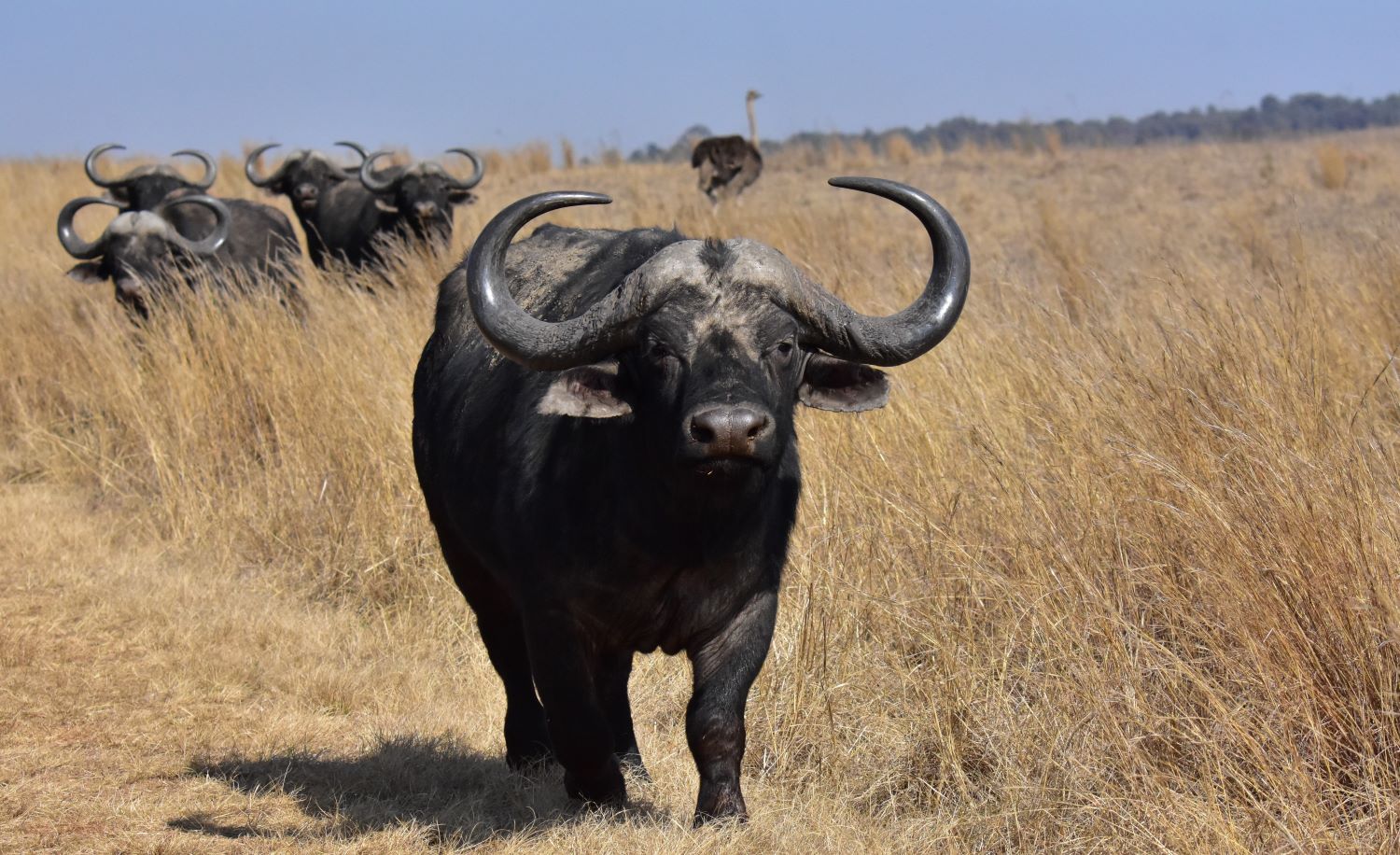 Buffalo in Rietvlei Buffalo in Rietvlei