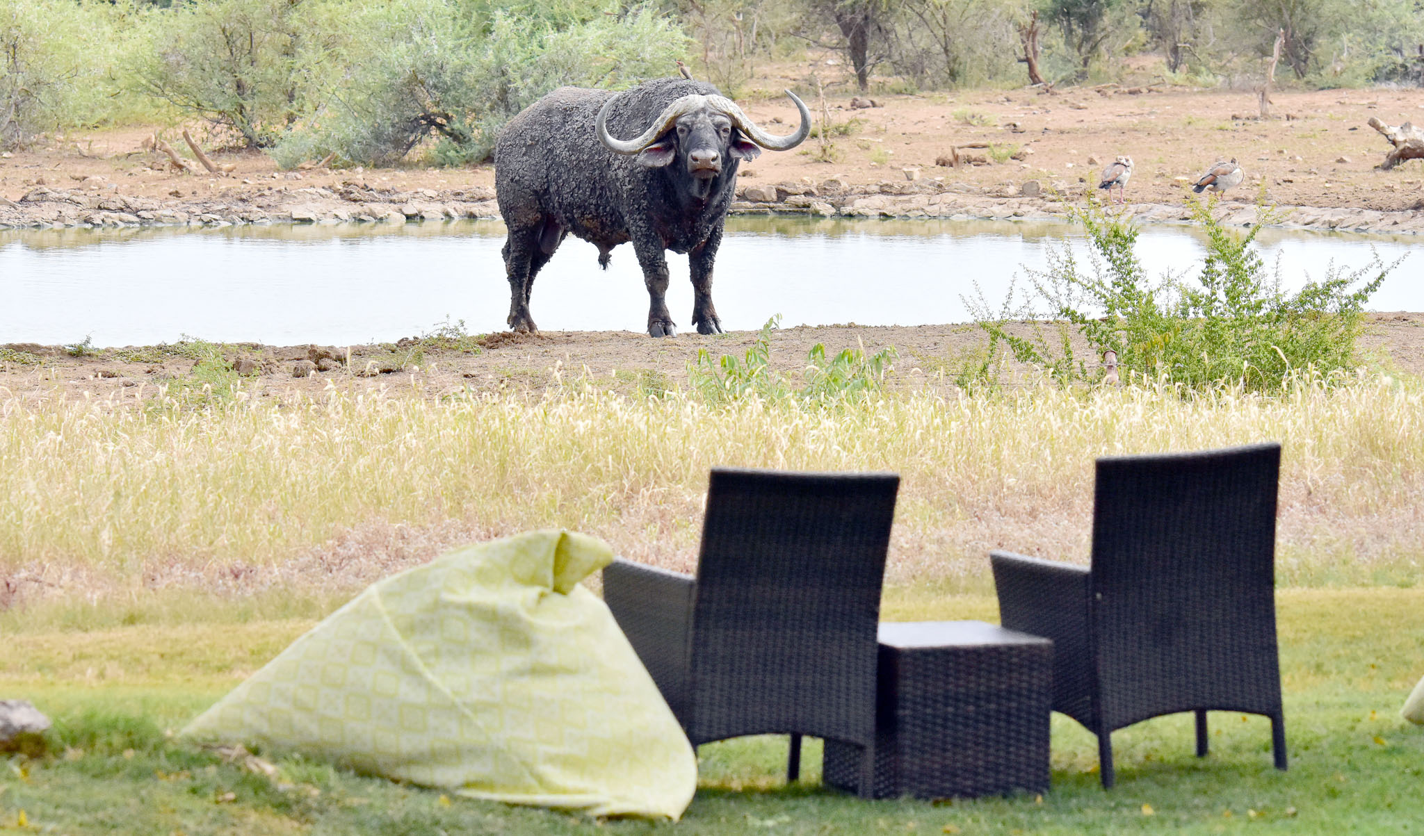 Buffalo at the Last Word Madikwe waterhole