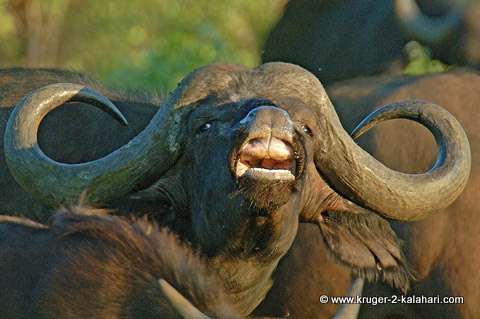 Buffalo Kruger National Park