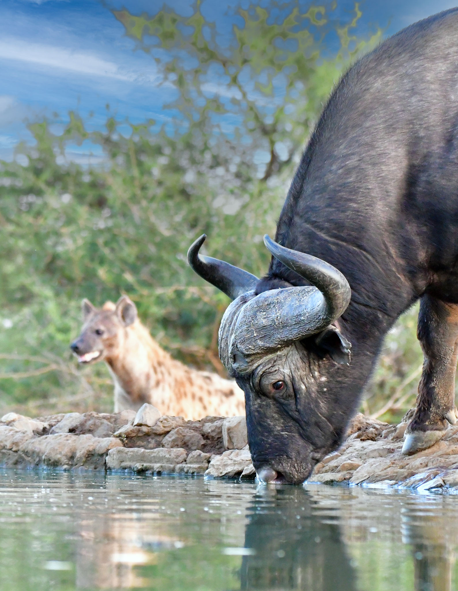 Buffalo and spotted hyena at Last Word Madikwe