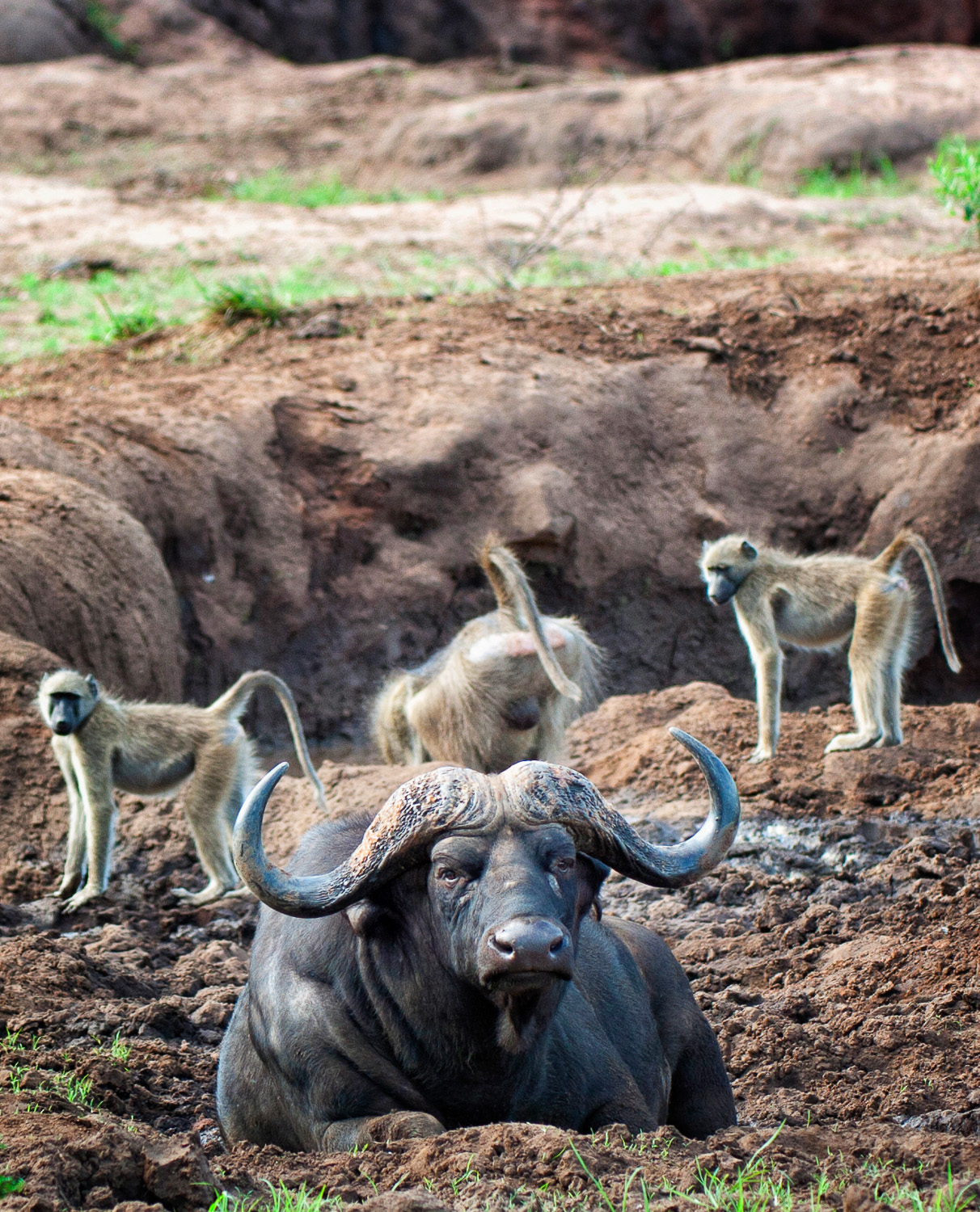 Buffalo and Baboons at Thulamila waterhole in the Punda Maria area in the Northern Kruger National Park