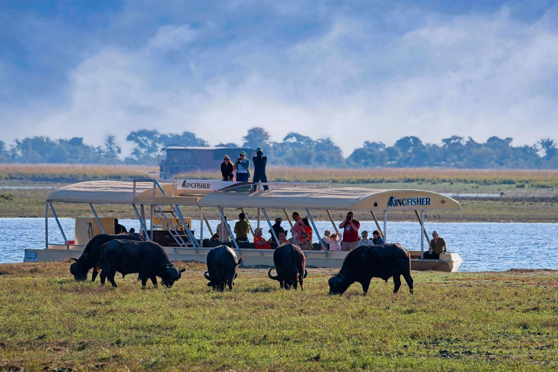 Buffalo seen during the boat cruise on the Chobe River