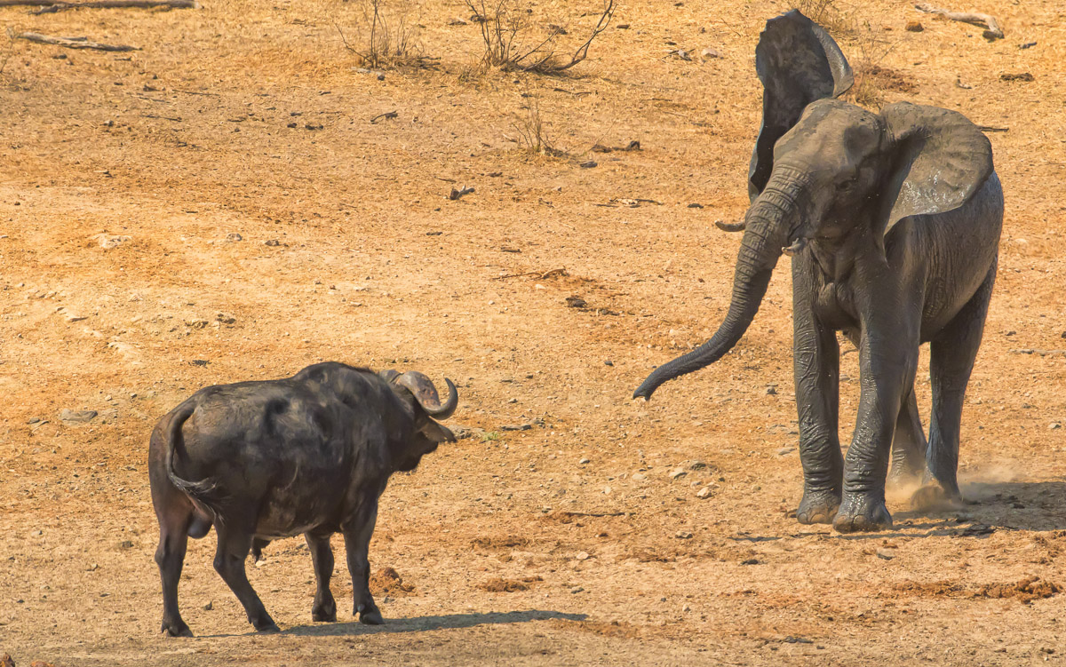 Buffalo and Elephant standoff on the H13-1 at the Shisha causeway in the Northern Kruger National Park