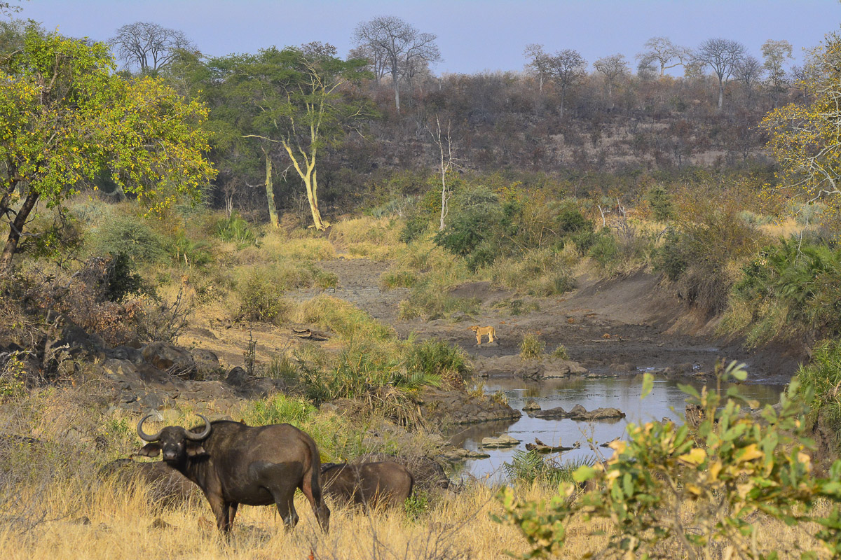 Buffalos and lion cub near Dokweni