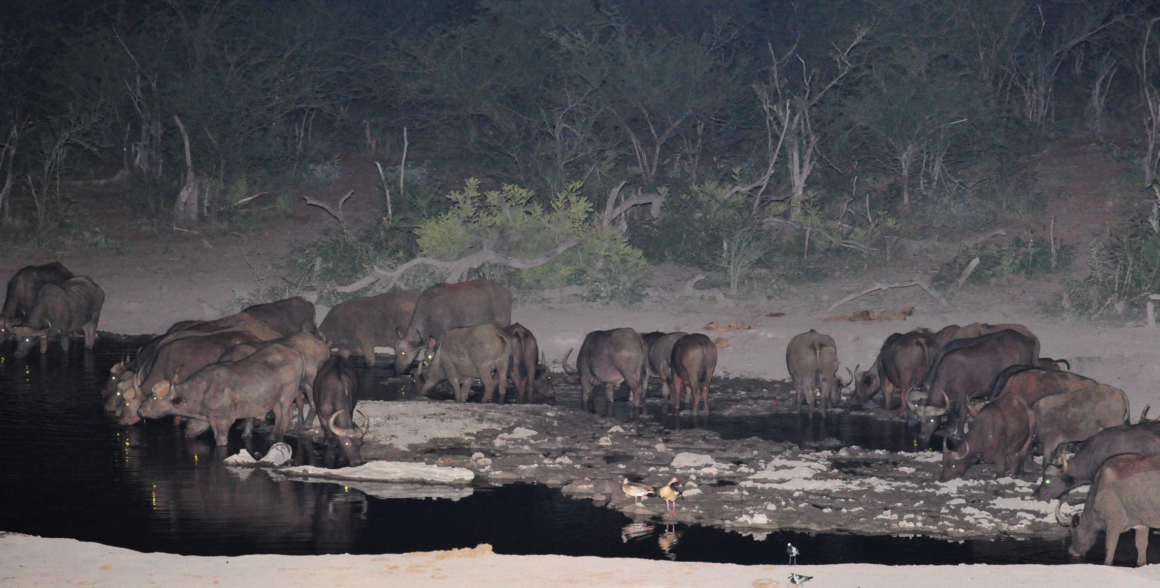 Buffalo at Jamala waterhole at night Buffalo at Jamala waterhole at night