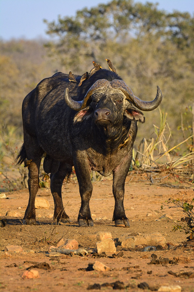 Buffalo at Nandzana waterhole near Phalaborwa in central Kruger National Park