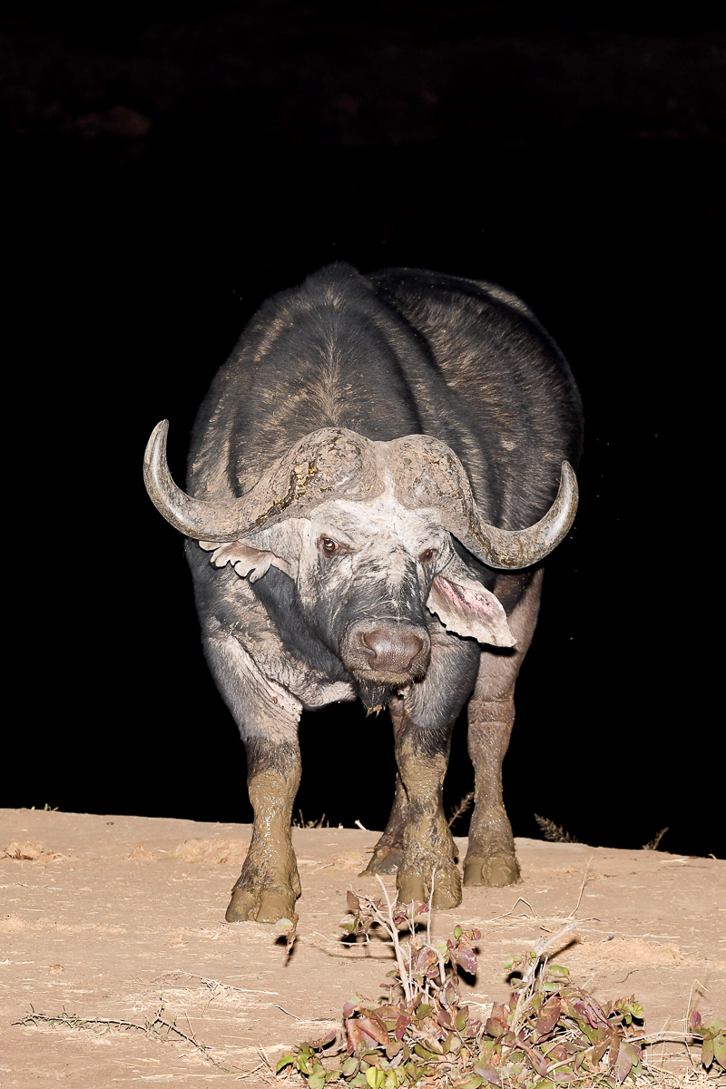 Buffalo at Punda hide