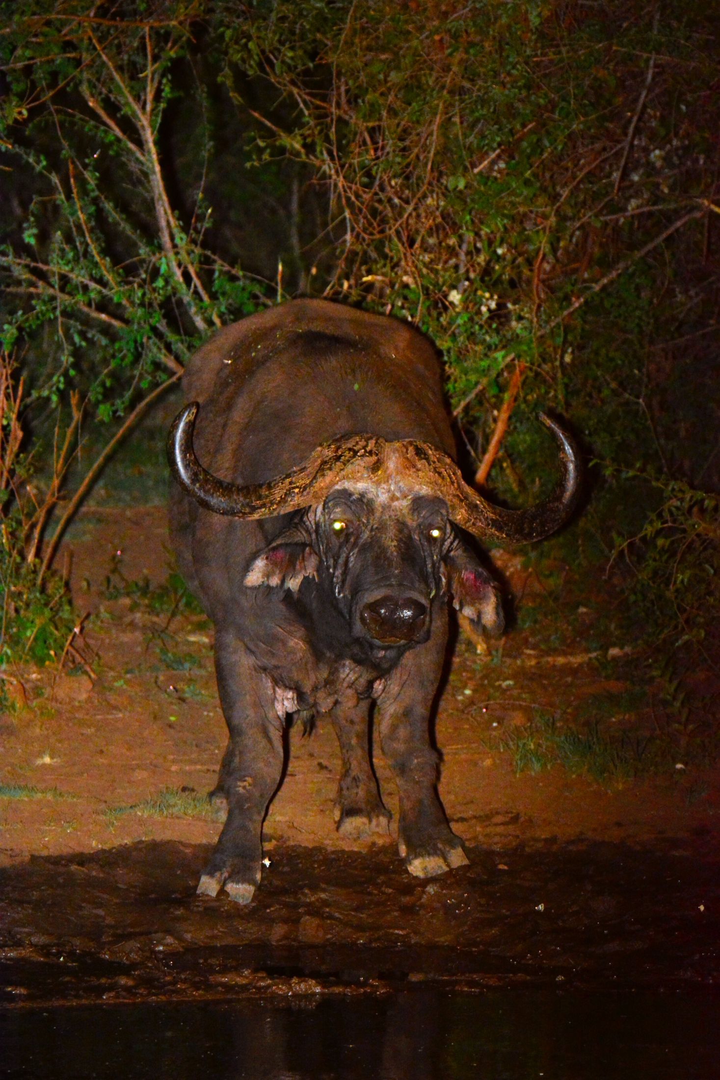 Buffalo at Motswiri Private Safari Lodges waterhole