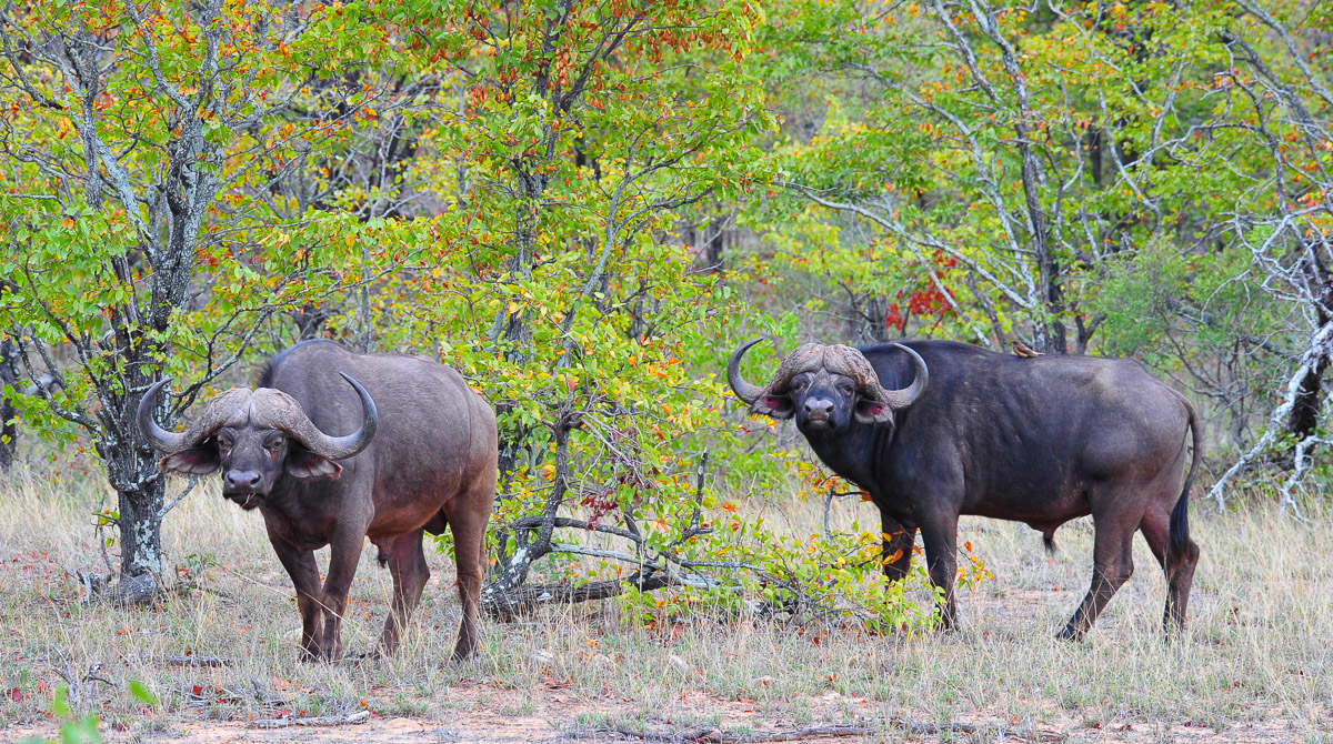 Buffalo bulls walking through the Mopane trees near Letaba Camp in the Kruger National Park