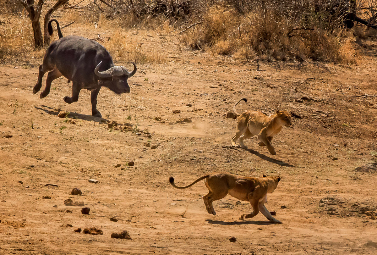 Buffalo chasing lions at Nsemani Dam near Satara camp in the Kruger National Park