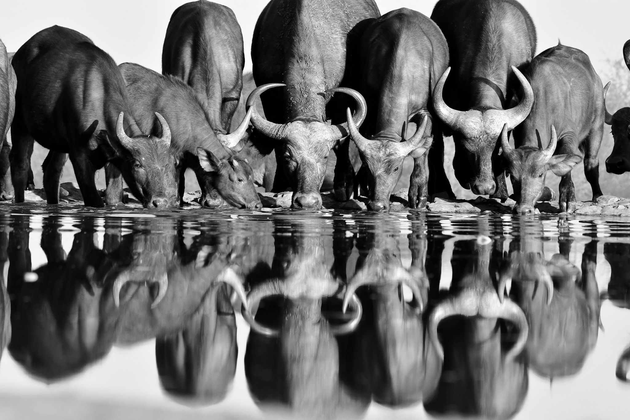 Buffalo herd drinking at Last Word Madikwe waterhole