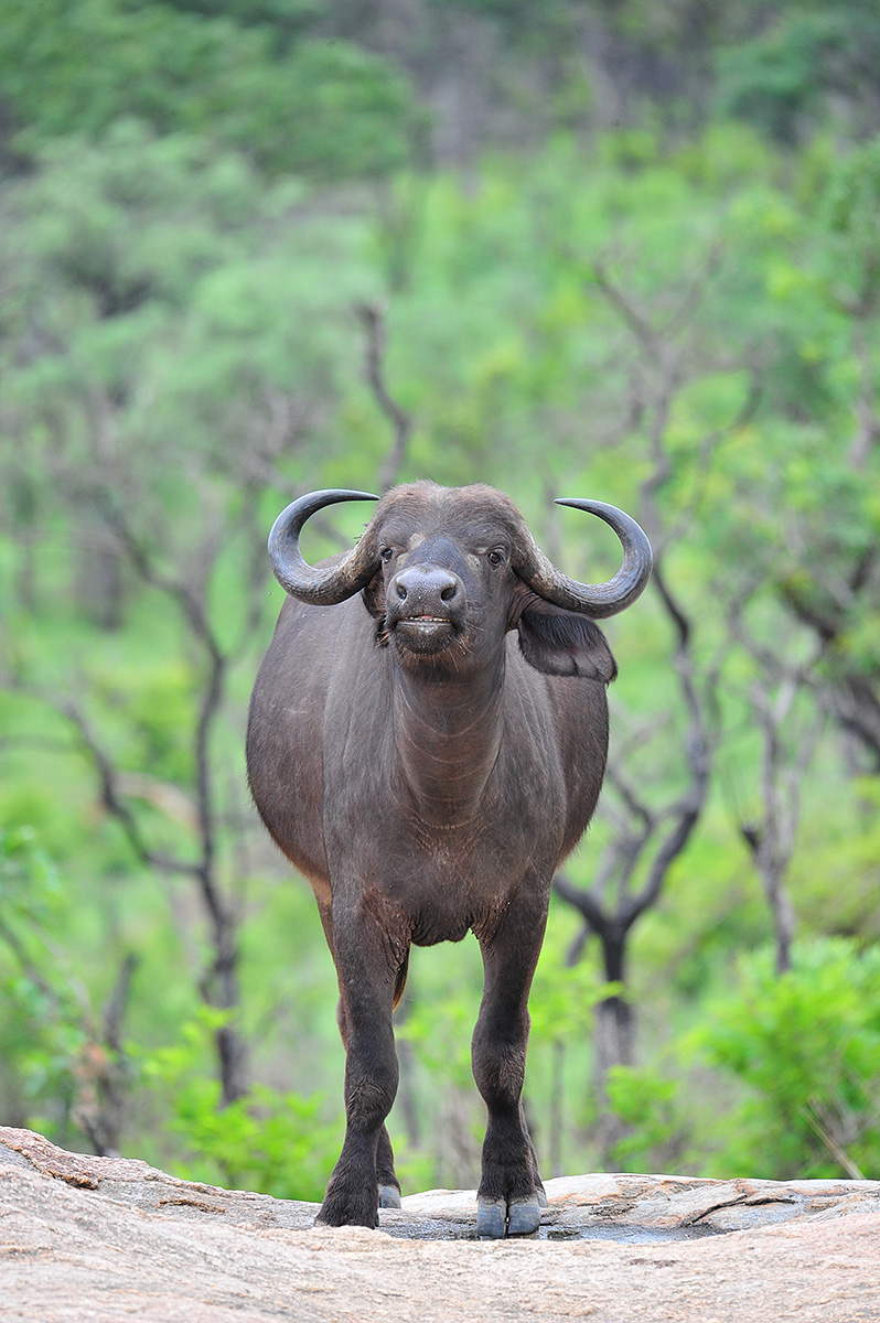 Buffalo drinking from puddle on flat rock on the S3 in the Kruger National Park