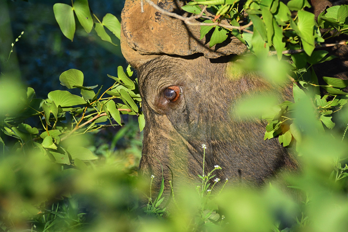 Buffalos eye taken through the Mopane trees in the Kruger National Park