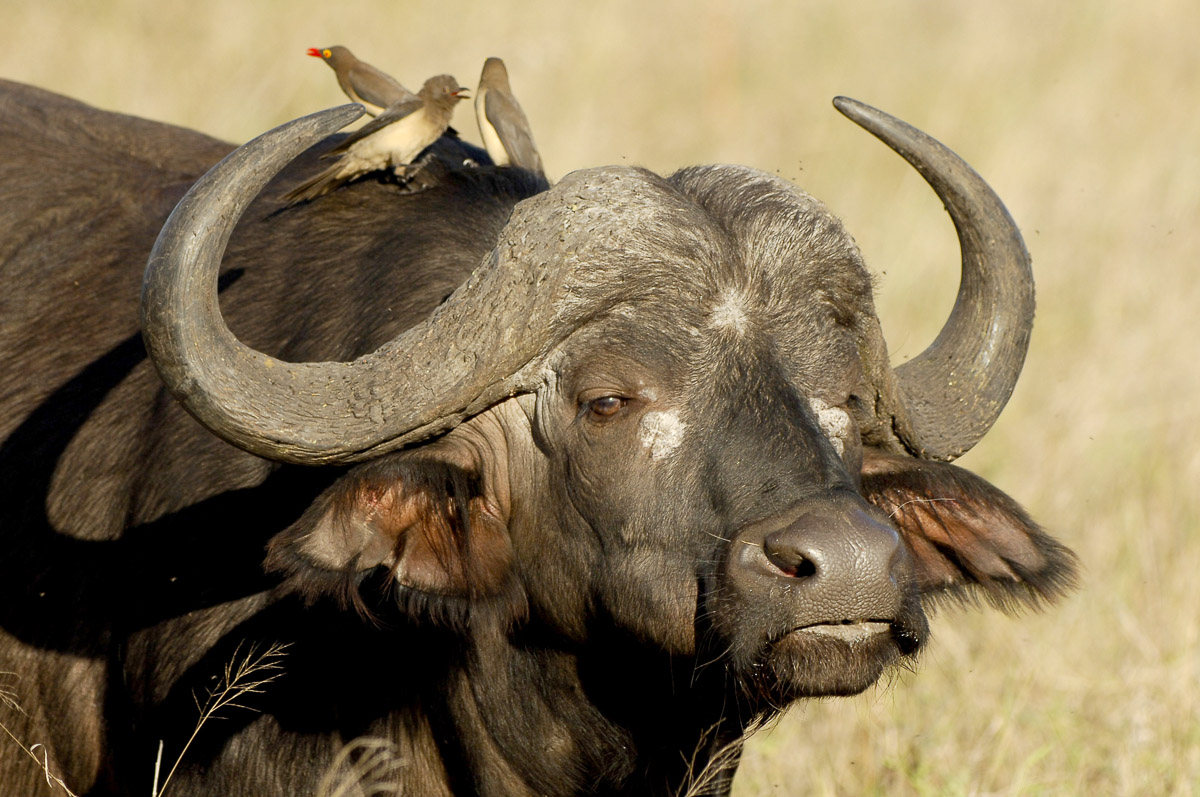 Buffalo faces make good photographic subjects, image taken near Boulders Camp in the Kruger National Park