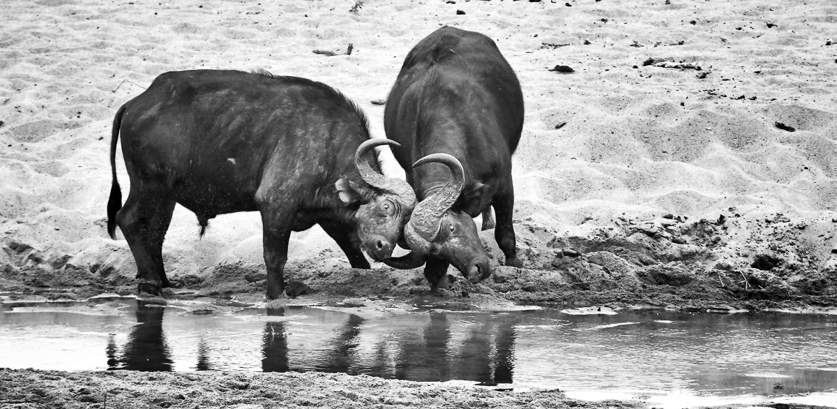 Buffalos fighting at Mutlumuvi Bridge on the H1-2 near Skukuza in the Kruger National Park