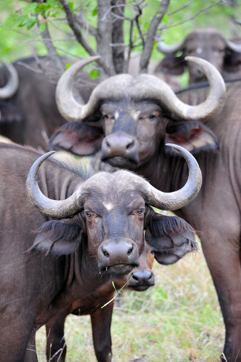 Buffalo herd, image taken on a self-drive in the Kruger National Park