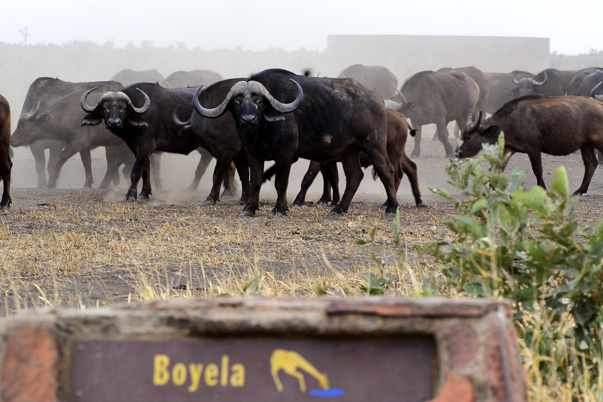 Buffalo herd at Boyela waterhole