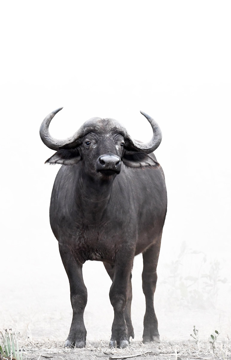 Buffalo high key at Boyela wh on the H-17 in the Kruger National Park