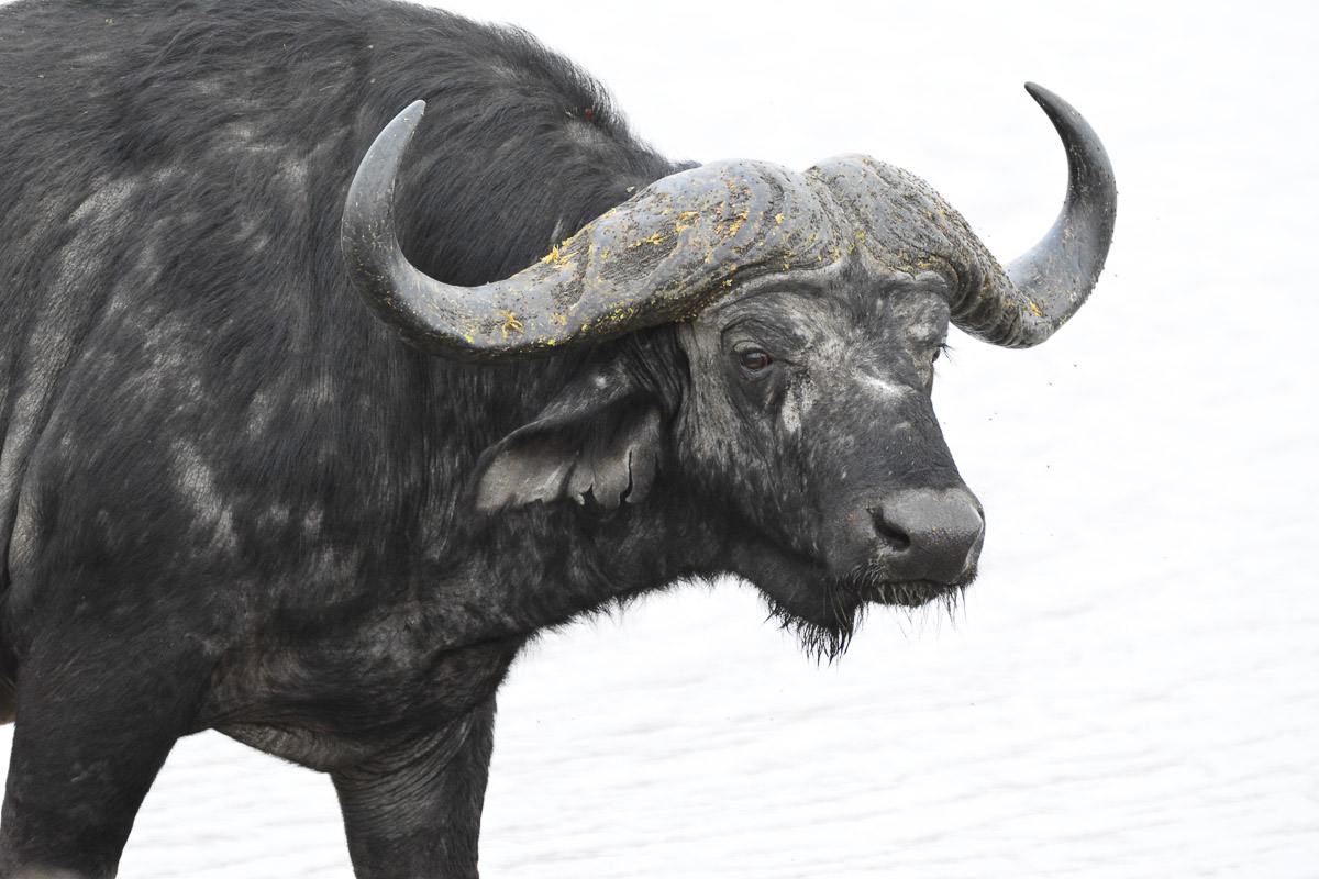 Buffalo High key image taken at Mutlumuvi Confluence on the H1-2 near Skukuza in the Kruger National Park