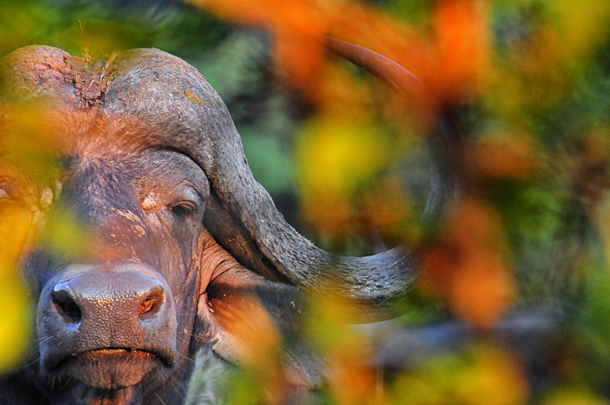 Image taken of a Buffalo peeping through the Autumn Mopane trees in the northern Kruger Park