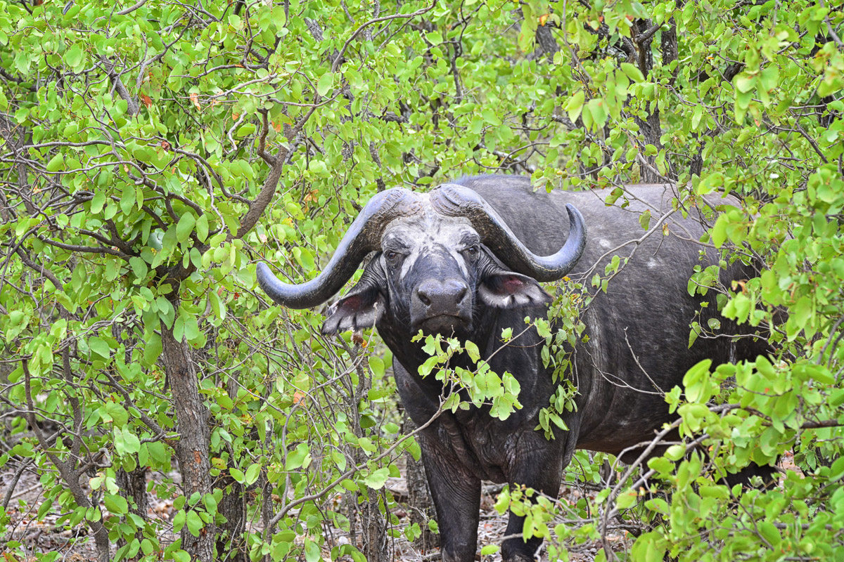 Buffalo in the trees, image taken near Mopani camp in the Kruger National Park
