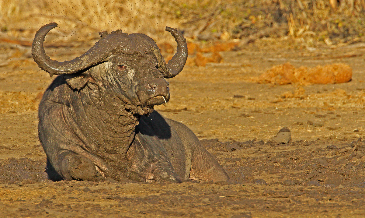 Buffalo having a mud wallow on the side of the road in the Kruger National Park