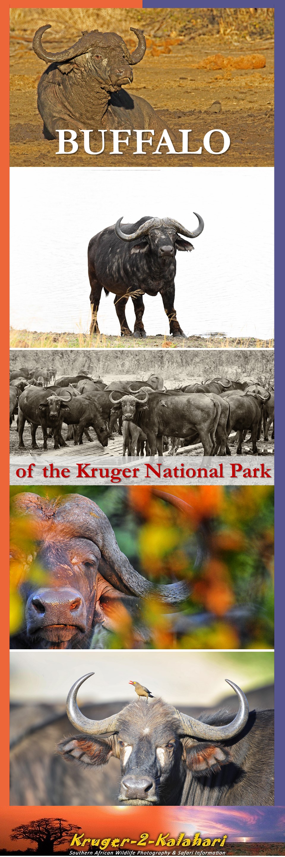 Buffalo of the Kruger National Park