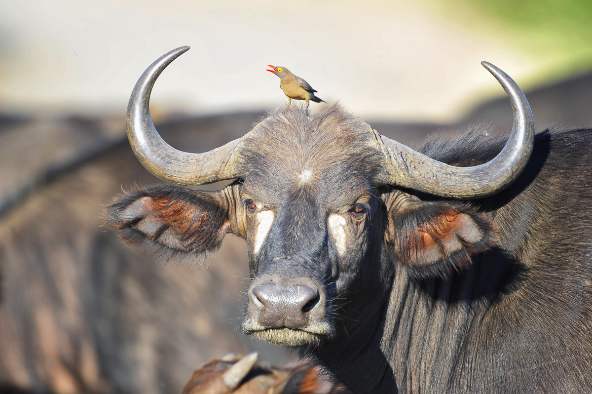 Buffalo with painted face, image taken in the Kruger National Park on Self-drive Safar