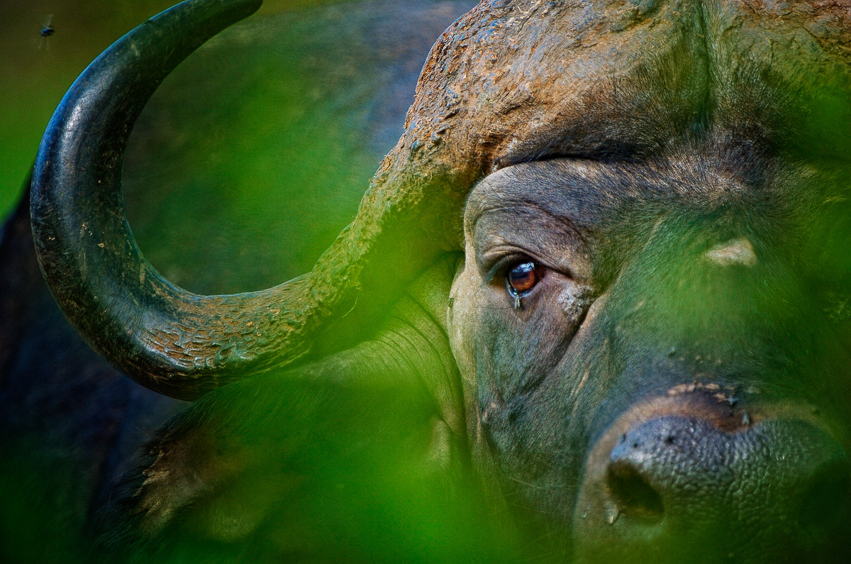 Buffalo peeping through the trees in the Kruger National Park