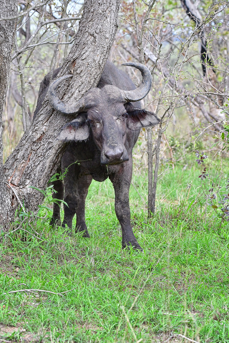 Buffalo having a scratch on a tree, image taken in the Greater Kruger National Park in Manyeleti Game Reserve