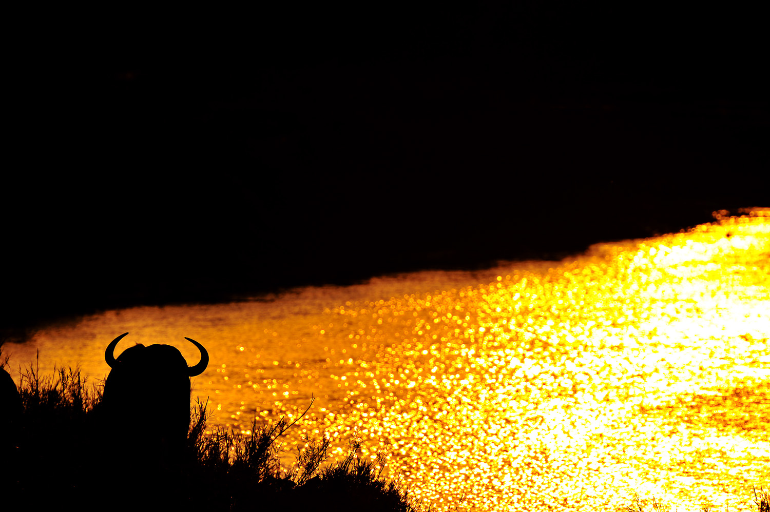 Buffalo silhouette taken at Luvuvhu Bridge in the Kruger National Park