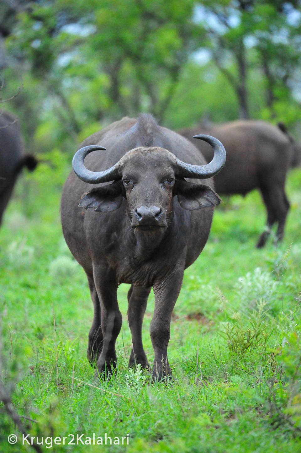 Photographing Buffalo in African National Parks and Game Reserves