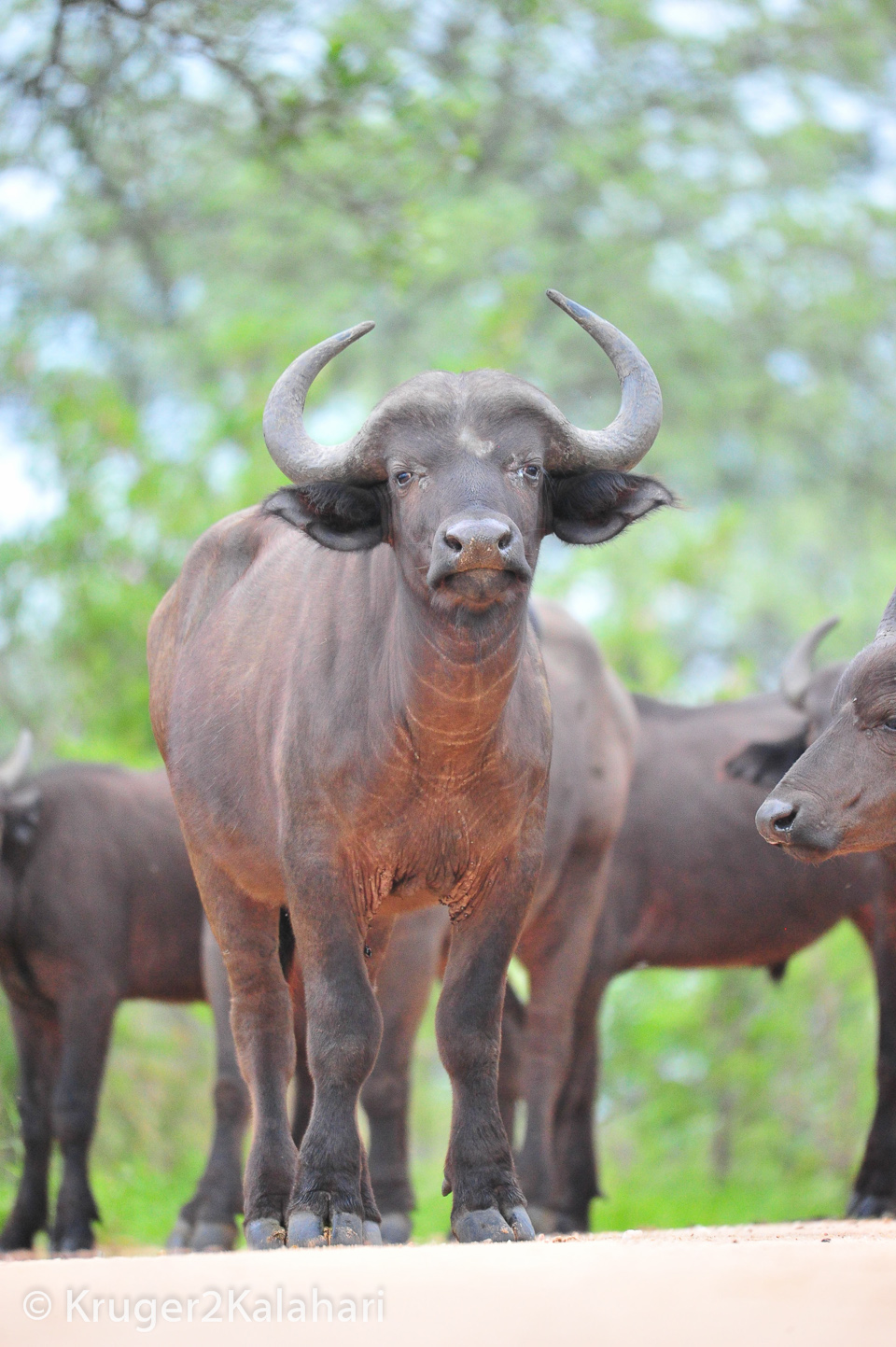 Photographing Buffalo in African National Parks and Game Reserves