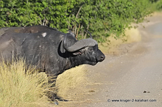 African Buffalo