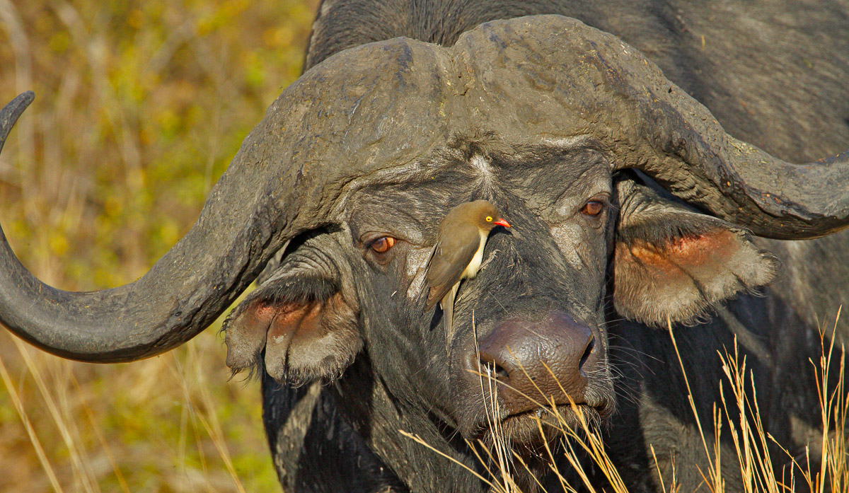 Buffalo, with Redbilled Oxpecker on its face, image taken on a Kruger self-drive in the Kruger National Park
