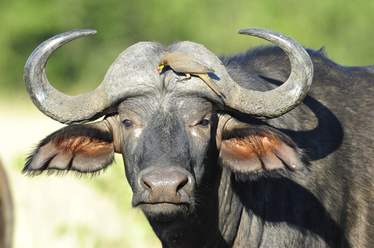 Buffalo with Yellowbilled Oxpecker, image taken in the Kruger National Park