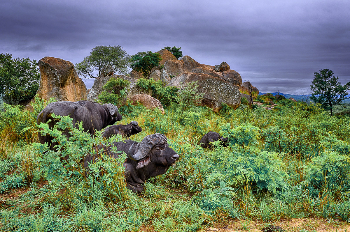 Buffalos on Shabeni H10 near Pretoriuskop
