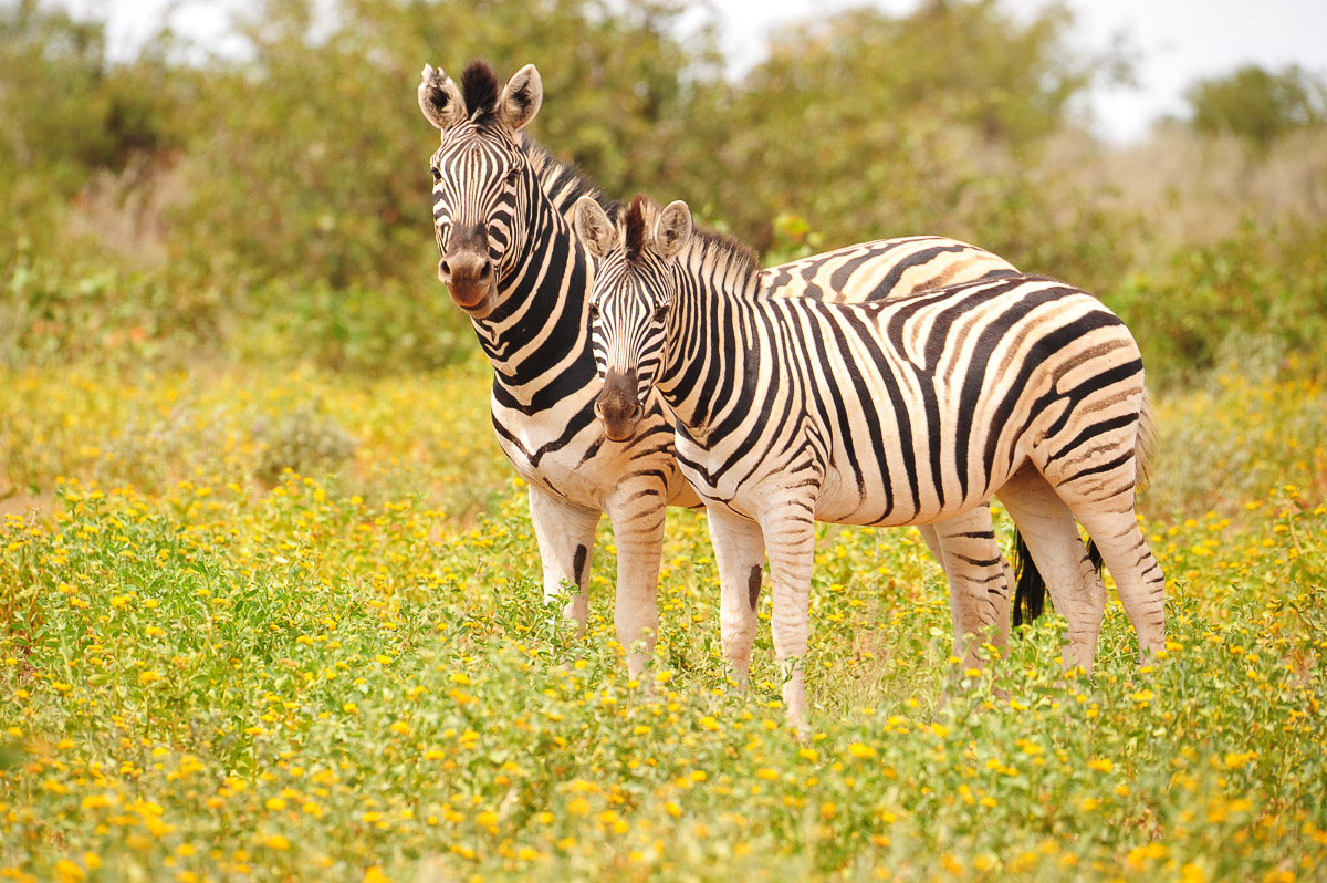 Burchell's zebras in yellow flowers