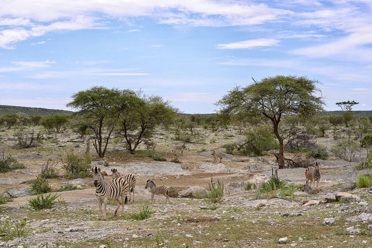 Landscape image of Burchell's zebras in Etosha