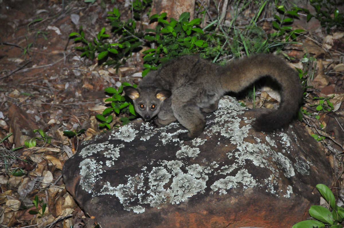 Bush baby posing for us at our tent in Punda Maria camp in the Kruger National Park