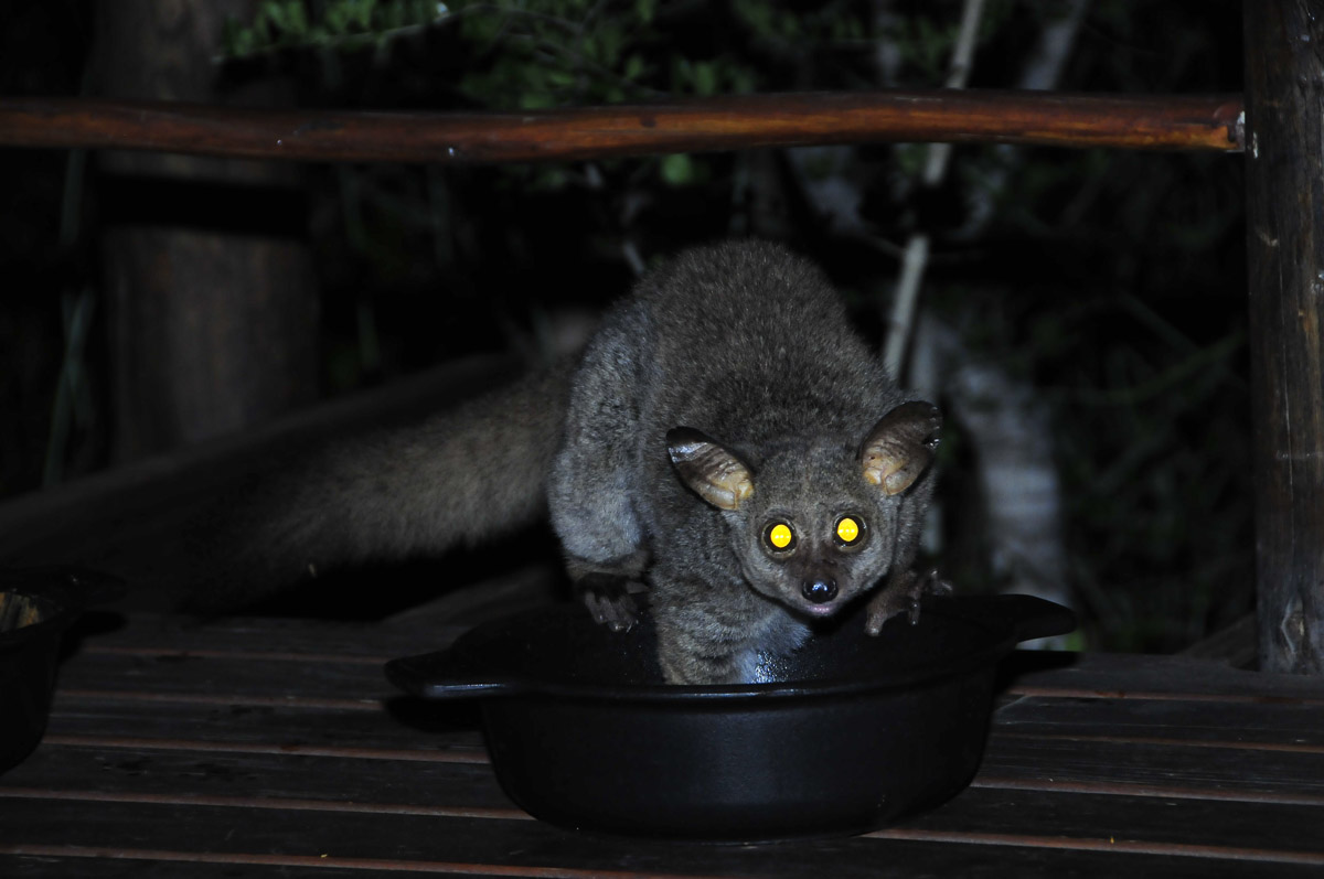 Bush baby caught in the act