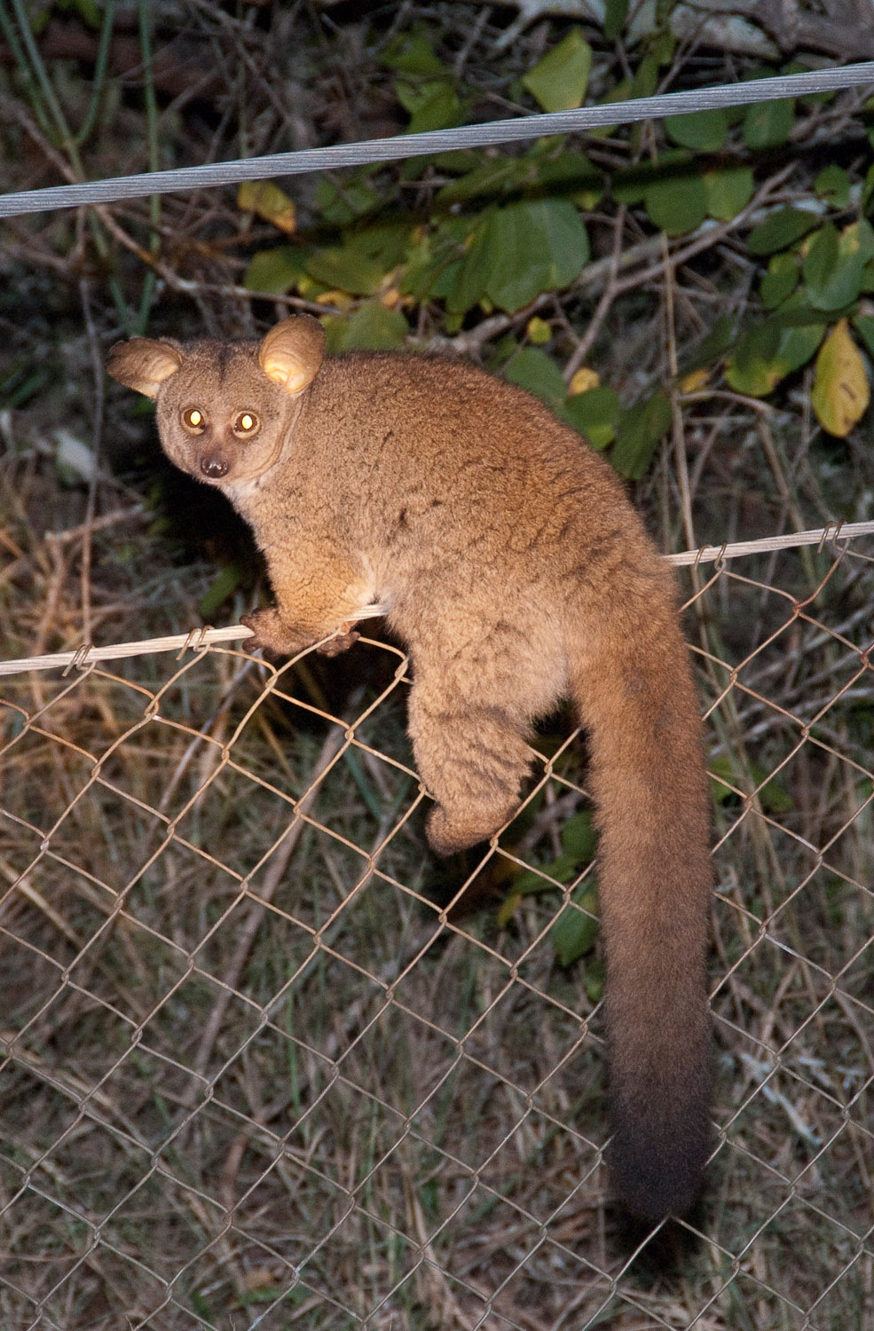 Bush Baby on the fence in front of our tent