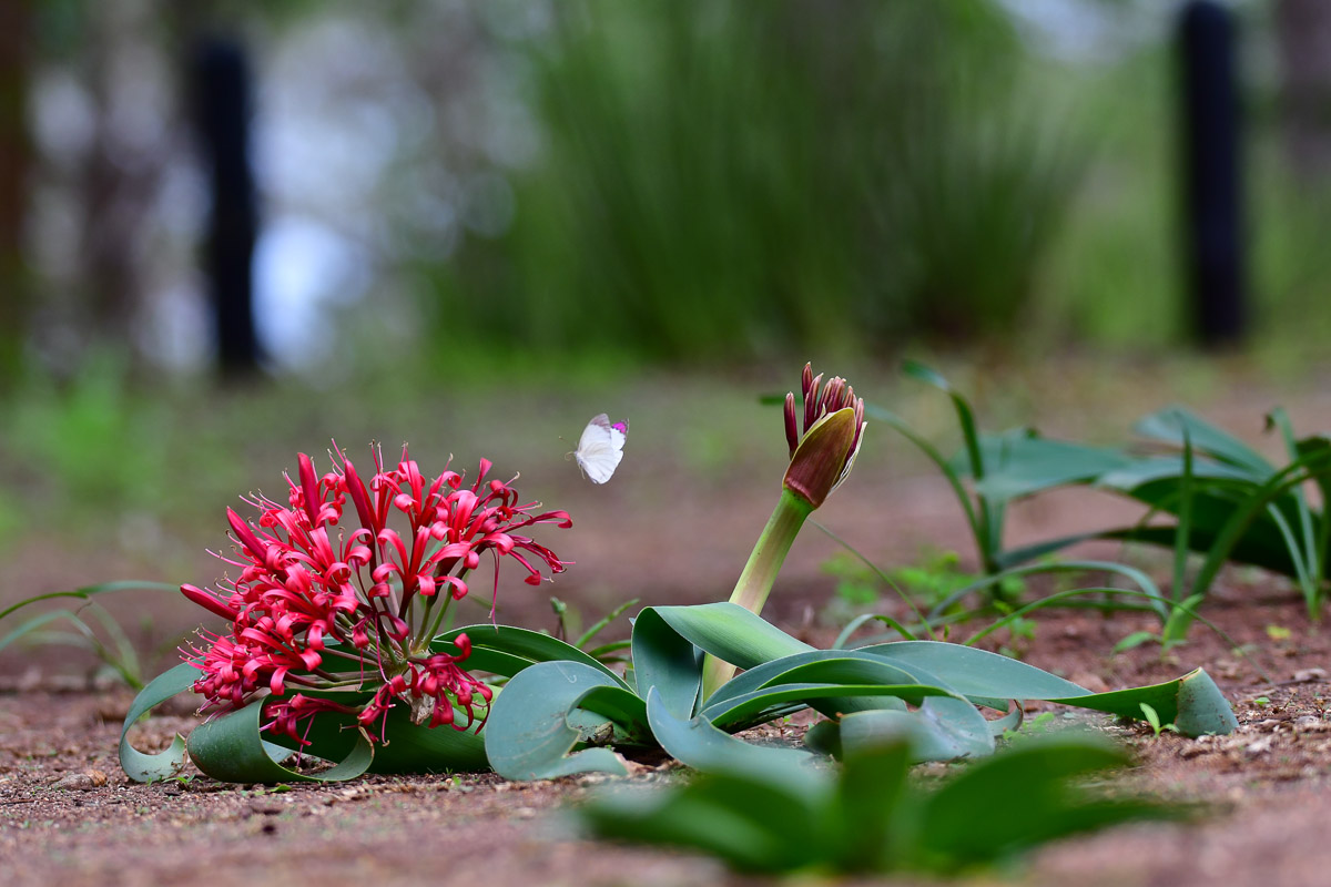 Butterfly near Ground Lily flower in the Kruger National Park