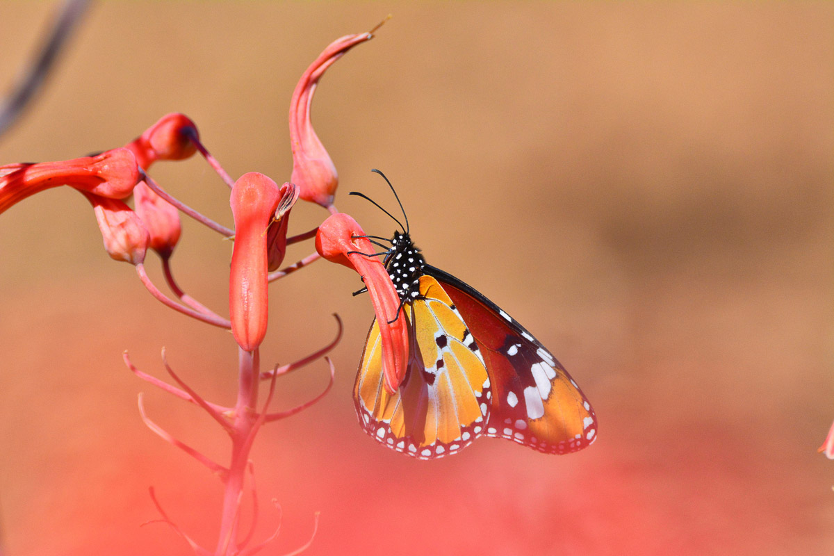 Butterfly on aloe at the entrance gate to Berg en Dal rest camp in the Kruger National Park