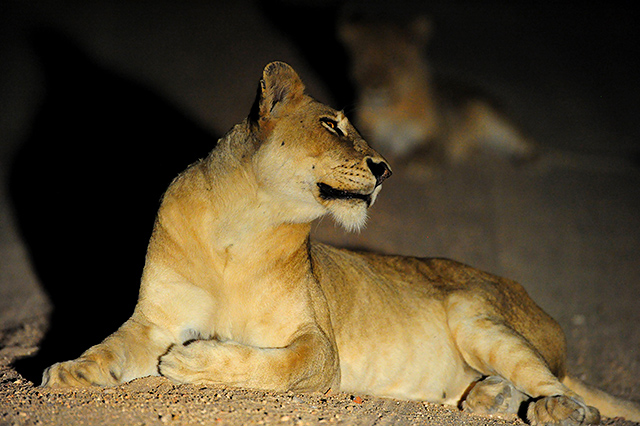 lioness lioness